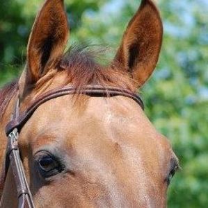 Meet your Posher, Geri-ann